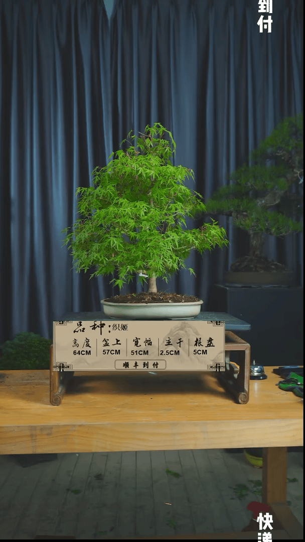 【闪购商品】1M931 织姬 不包邮