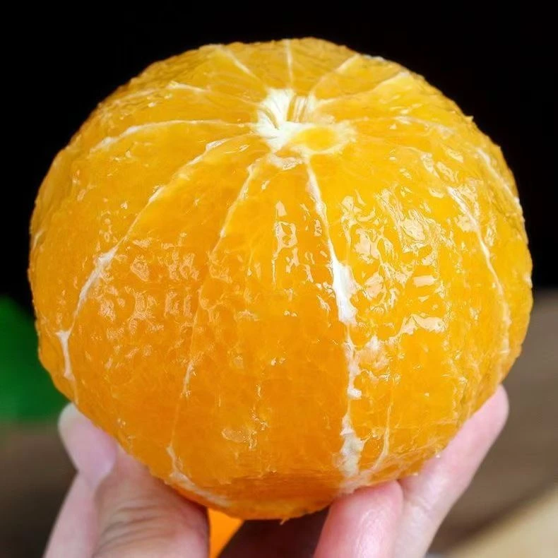 云南哀牢山冰糖橙青皮冰糖橙露天种植现摘现发新鲜纯甜青皮冰糖橙