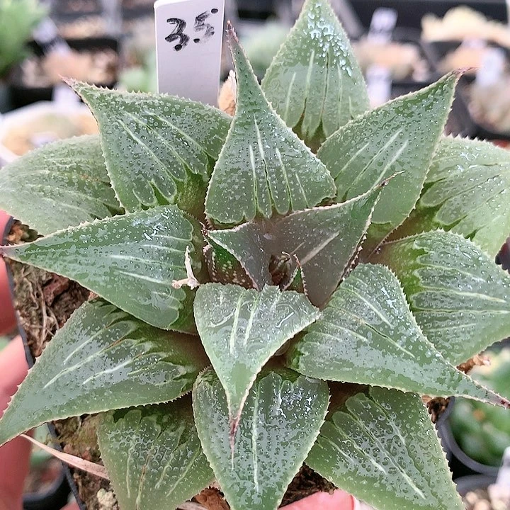 35个铝之星一物一拍