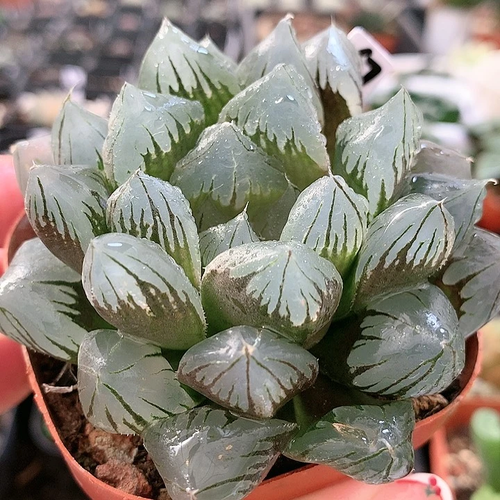 67号水晶玉露一物一拍