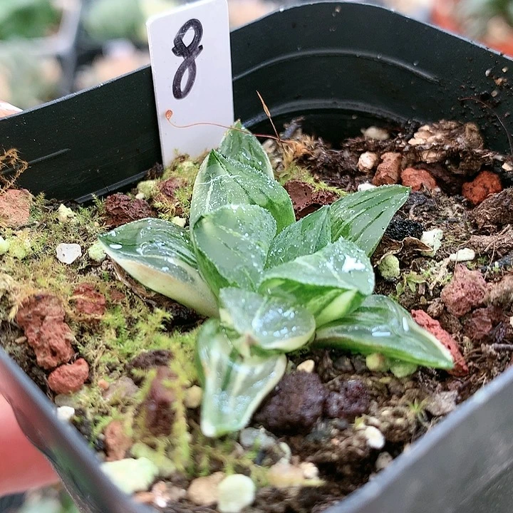 8号寿锦一物一拍