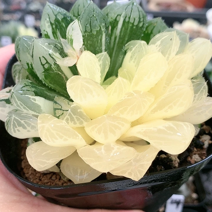 27号实生玉露锦带盆土