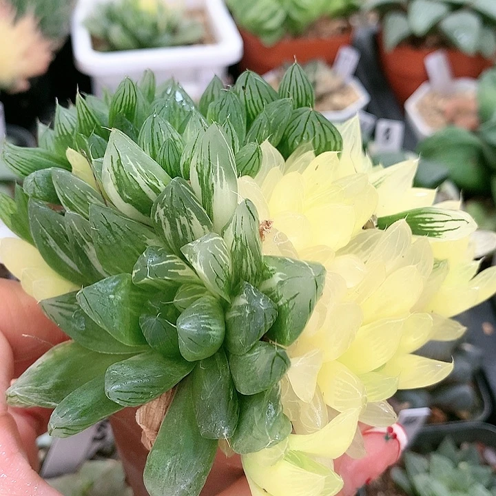 13号花火玉露锦带盆土