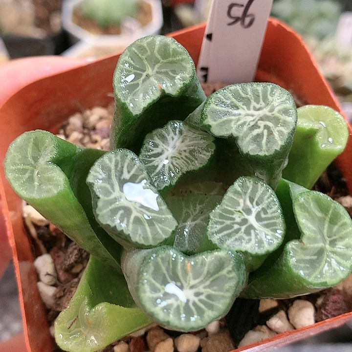 56号白妙万象带盆土