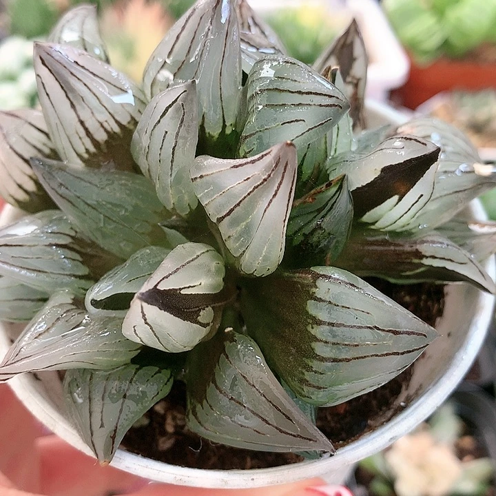 46号西瓜寿一物一拍带盆土