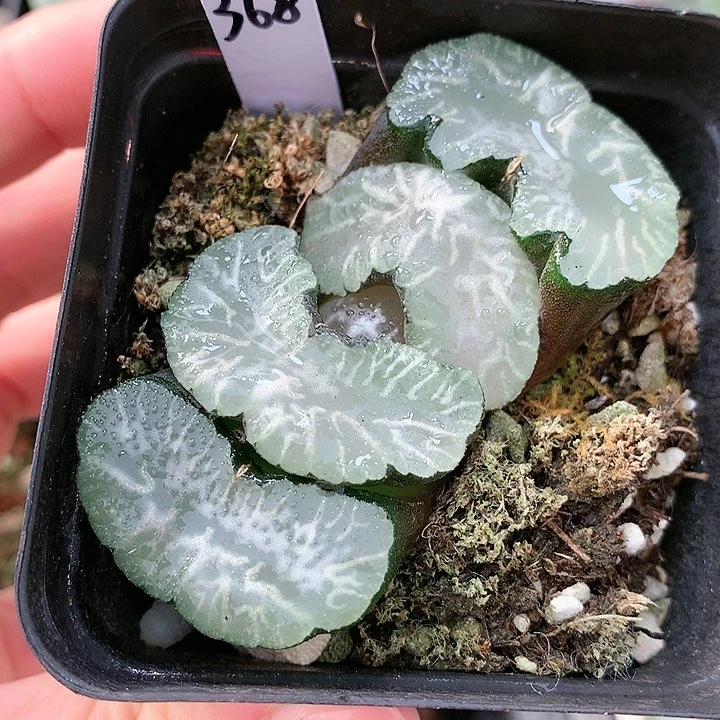368号布袋玉扇一物一拍