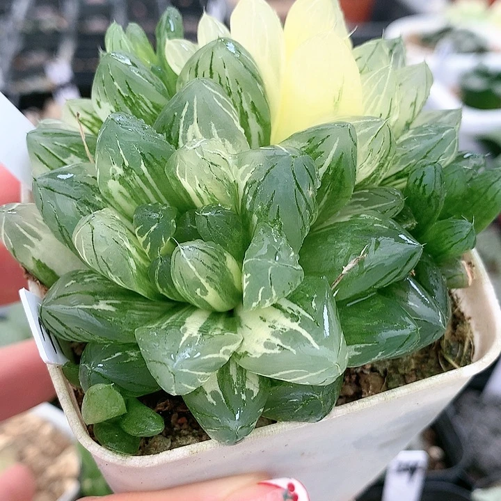 20号花火玉露锦一物一拍