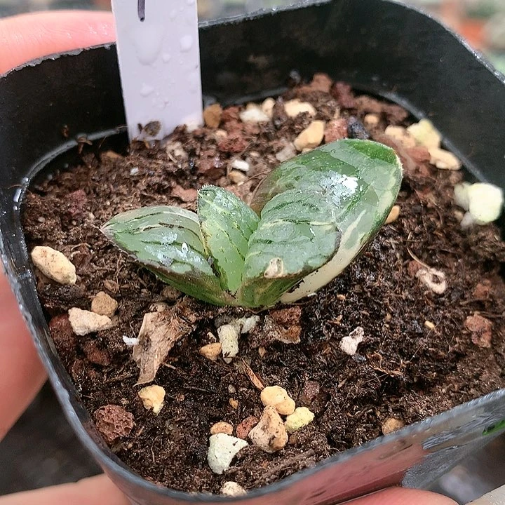 42号史扑寿锦带盆土