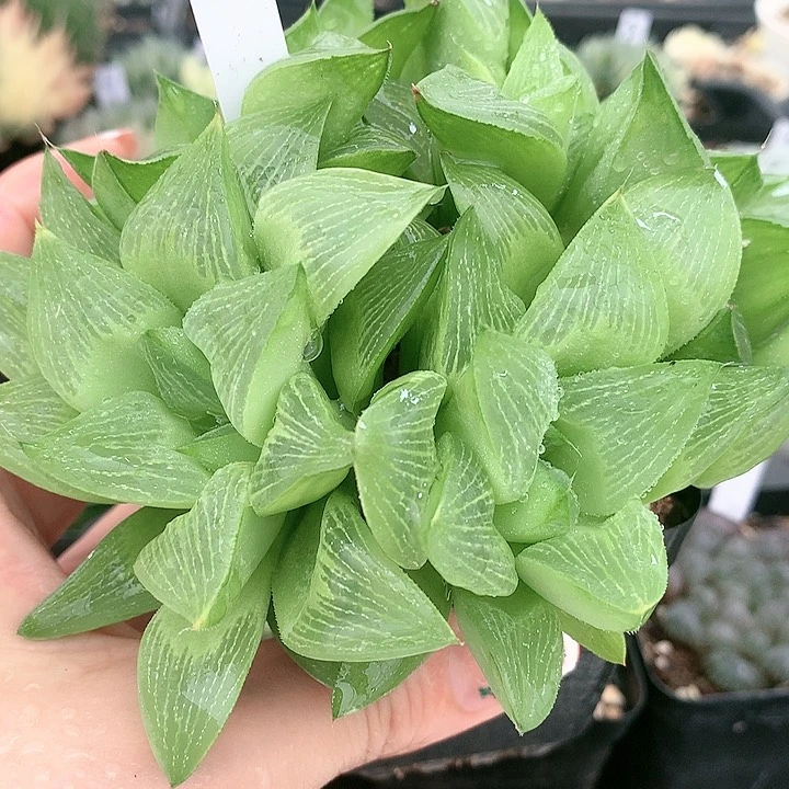 26号帝王寿一物一拍