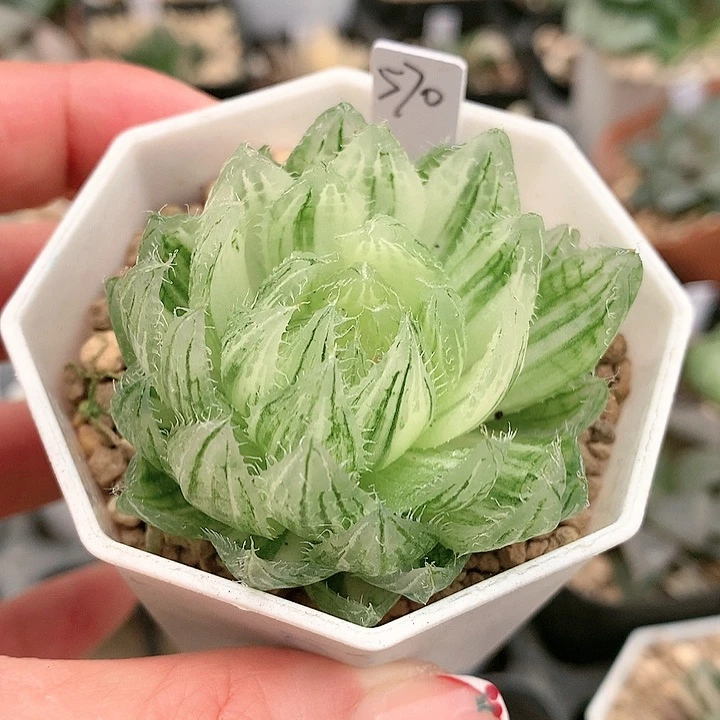 570号樱水晶锦一物一拍带盆土