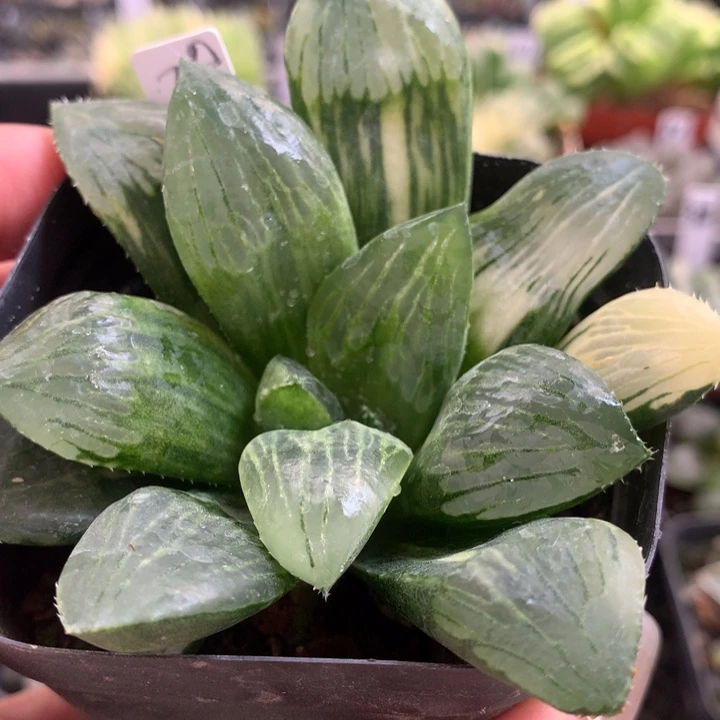 28号寿一物一拍带盆土