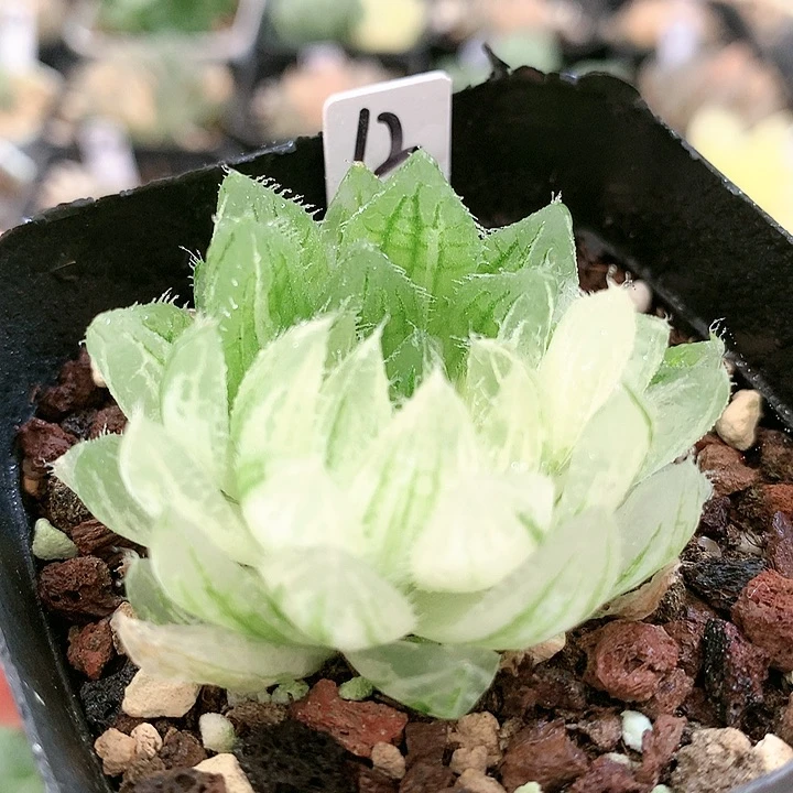 12号樱水晶一物一拍