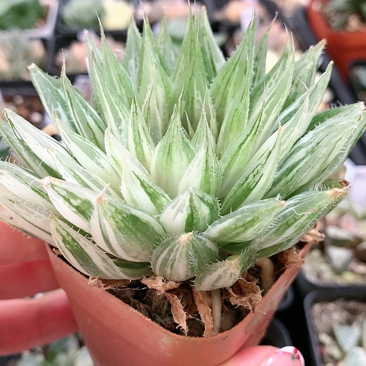 14号曲水玉露锦带盆土