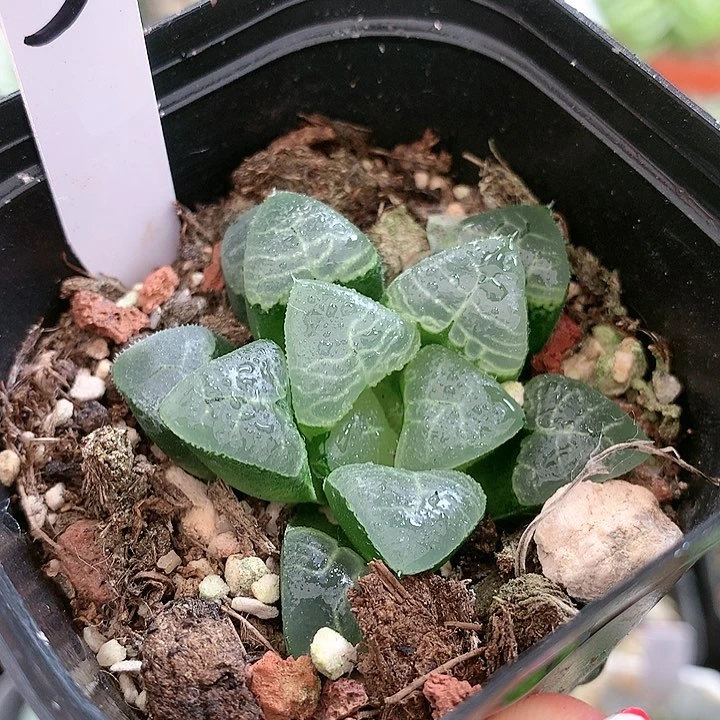 3号祥云克一物一拍