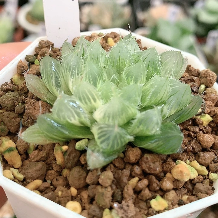 17号冰魄玉露锦一物一拍