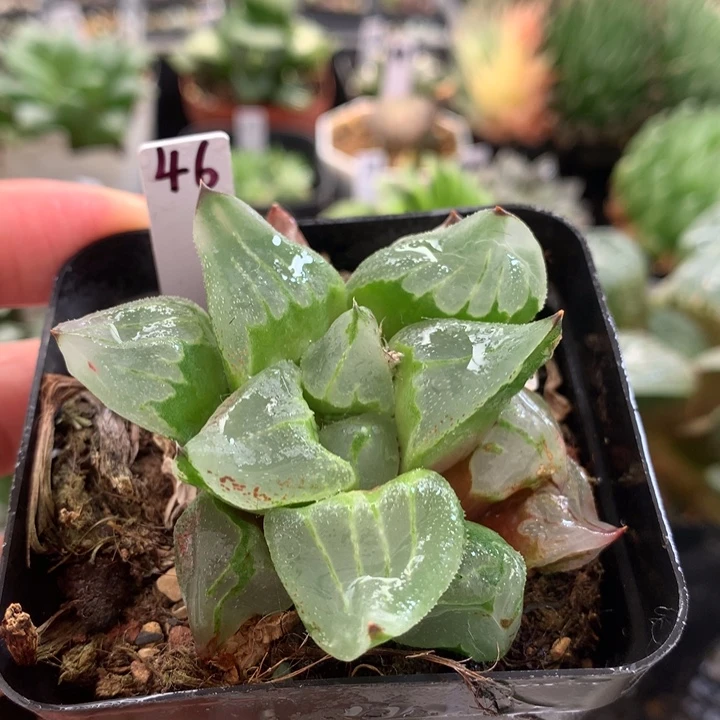 46号冰城寿带盆土