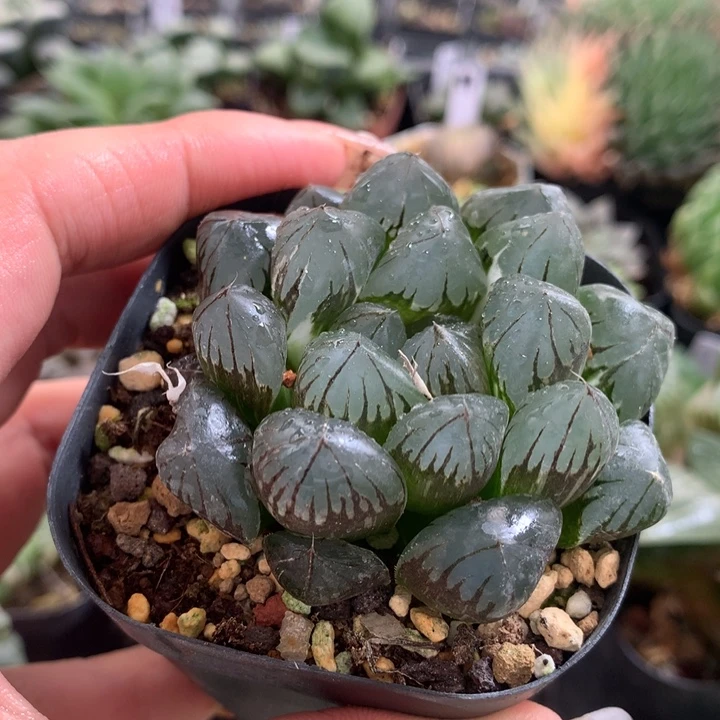 22号玉露一物一拍带盆土