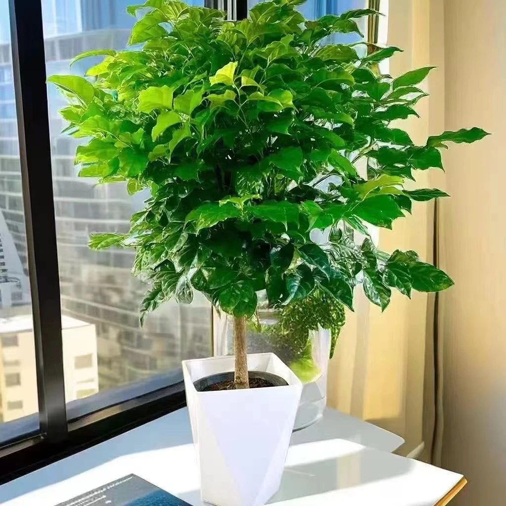 【60-70公分高度】独杆棒棒糖造型幸福树绿宝室内外盆栽