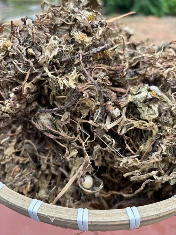 江西野生蒲公英黄花苗农村家自然晾干整株切断250g1斤