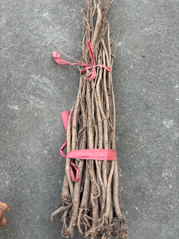 江西野生千斤拔干货250g500g