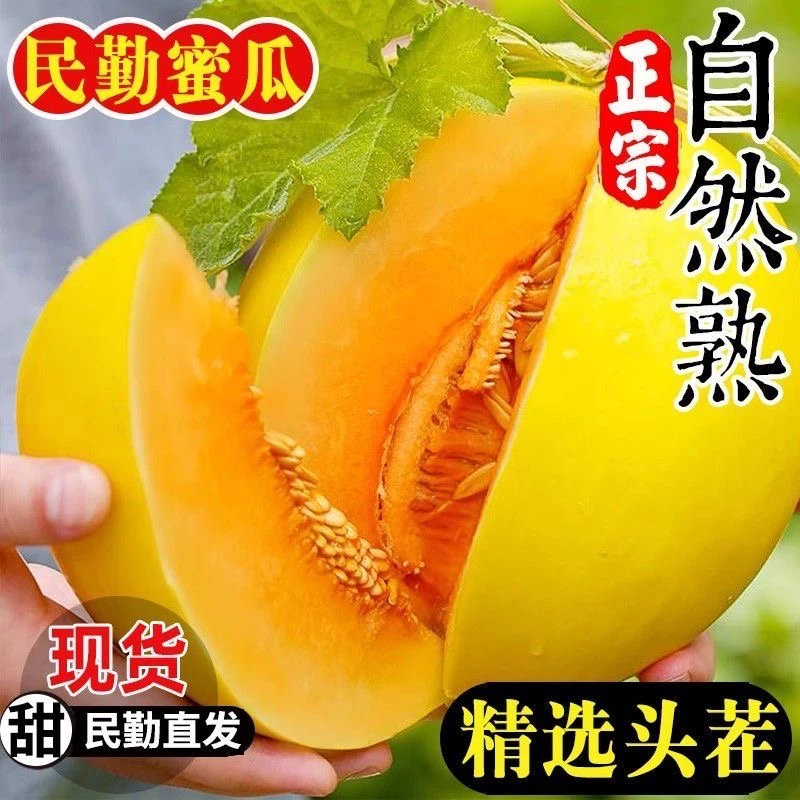 【甘肃民勤沙漠蜜瓜】应季新鲜产地现采摘直发香甜多汁4.5-9斤甜瓜