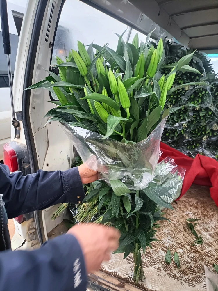 多头西伯利亚百合花，发10支
