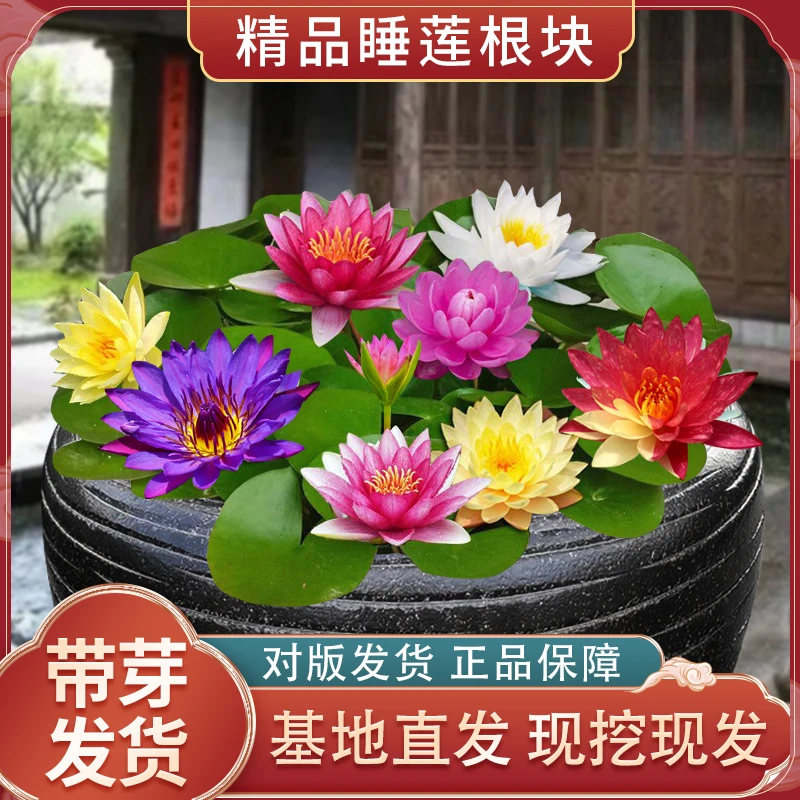池塘睡莲耐寒大花四季适宜生长根茎莲花水培植物养护开花发货种植