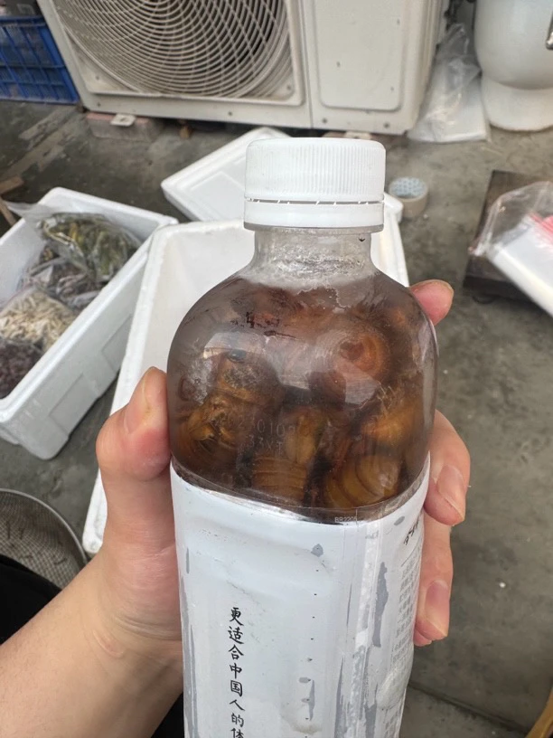 蜂蛹母蚕蛾金蝉白蝉