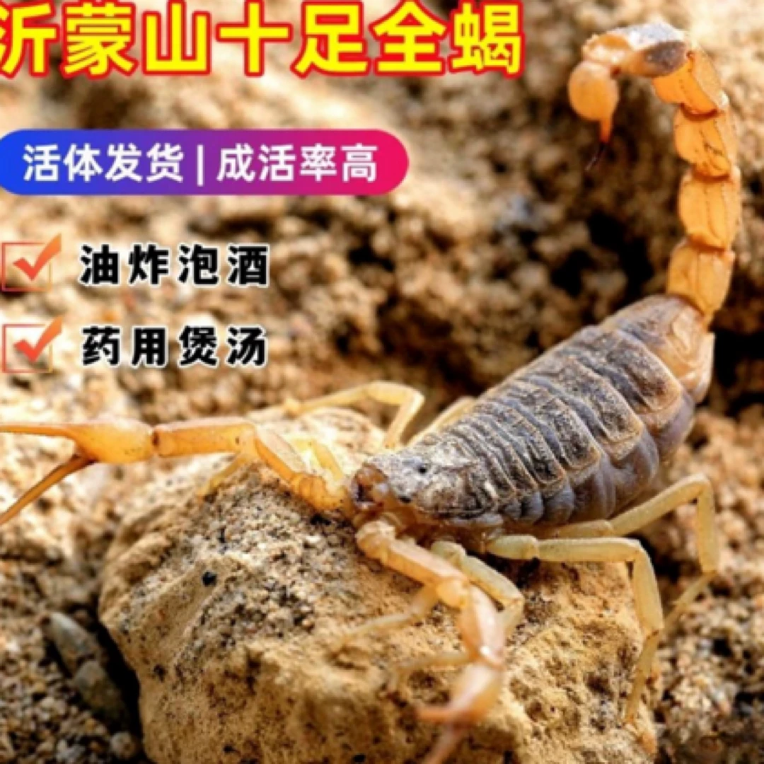 沂蒙山特产沂蒙全蝎油炸泡酒辣炒烧烤（百分九十存活率蝎子）