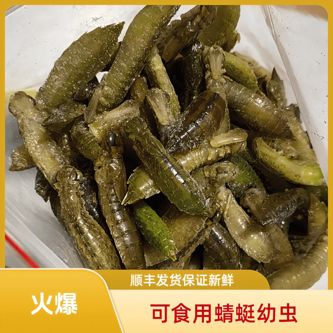 水蜻蜓，竹虫，椰子虫，金丝蚕蛹，木虫套餐