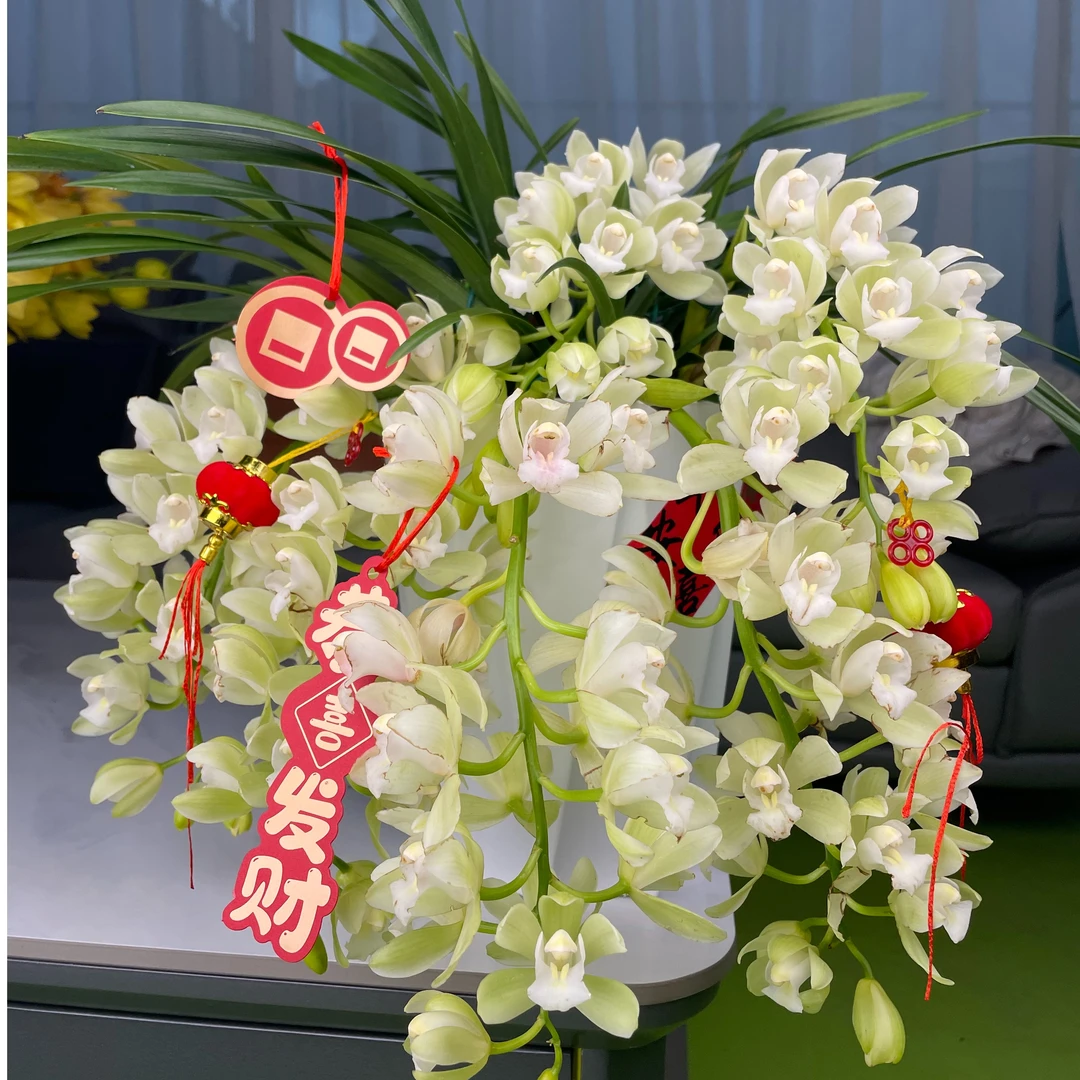 云山之兰双十一爆款杂交兰—【广寒仙子】小花型爆花雪白透亮垂吊型