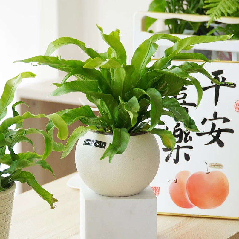 鸟巢蕨盆栽耐阴好养活观叶植物办公室网红INS风绿植物