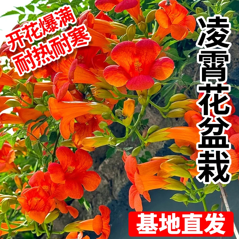凌霄花苗爬藤植物四季开花耐寒耐热炮仗花苗阳台庭院花植物凌霄花