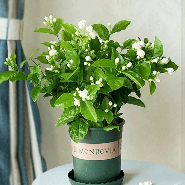 浓香双瓣茉莉花苗盆栽带花苞九里香老桩驱蚊花卉绿植物四季开