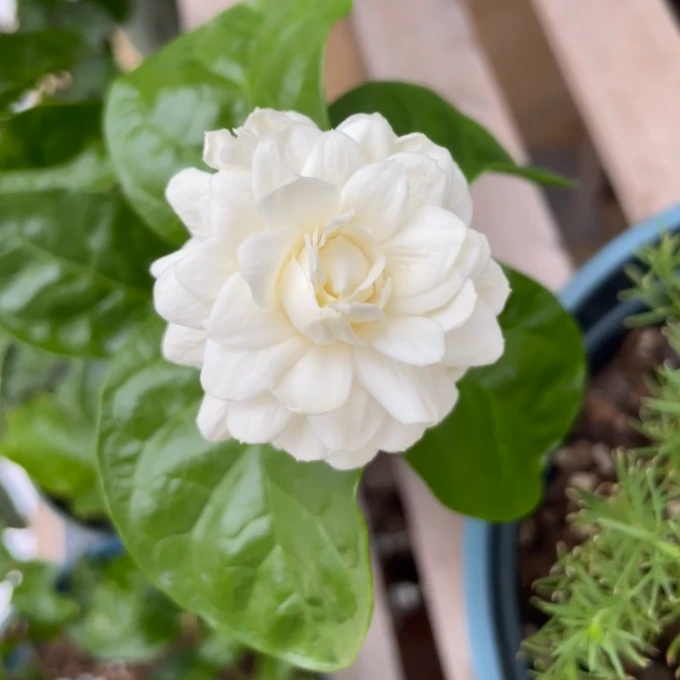 重瓣茉莉正宗独杆茉莉四季开花好养独杆老桩浓香观花花卉