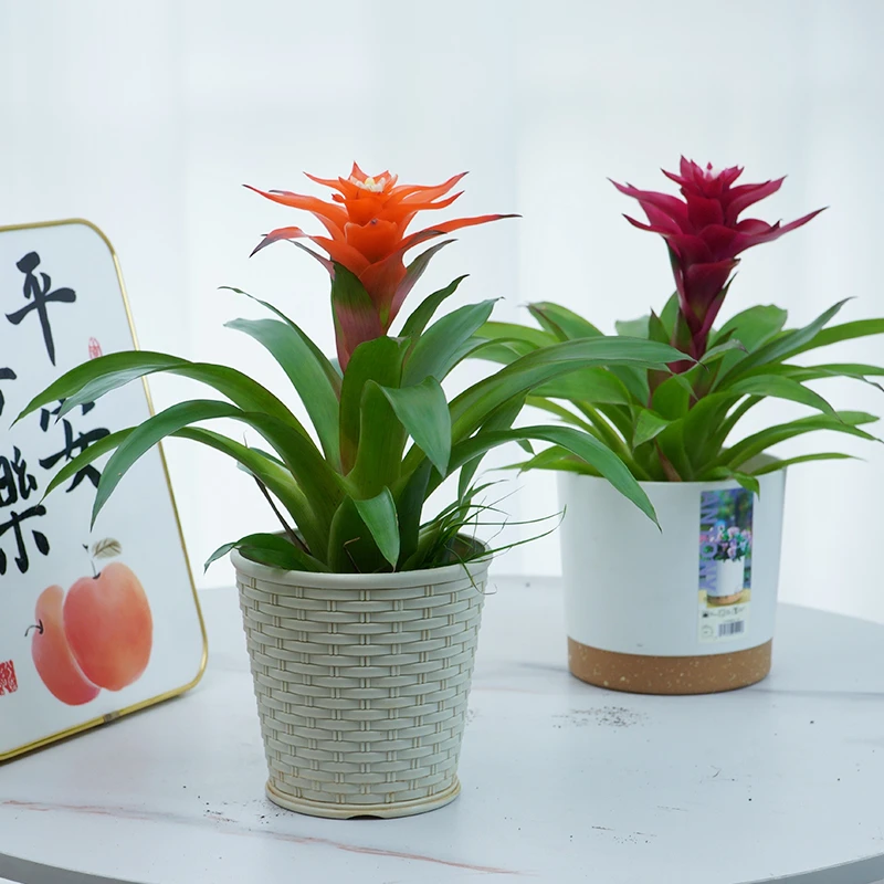 鸿运当头盆栽小红星凤梨室内桌面花卉花期超长客厅摆放家养可水培