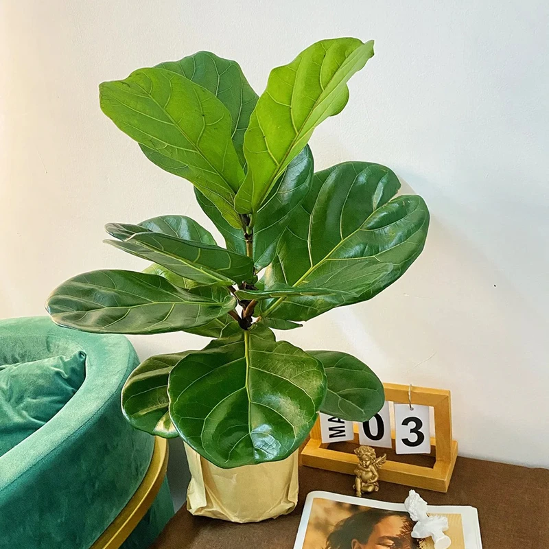 琴叶榕盆栽客厅室内绿植橡皮树防辐射净化空气好养活大叶植物
