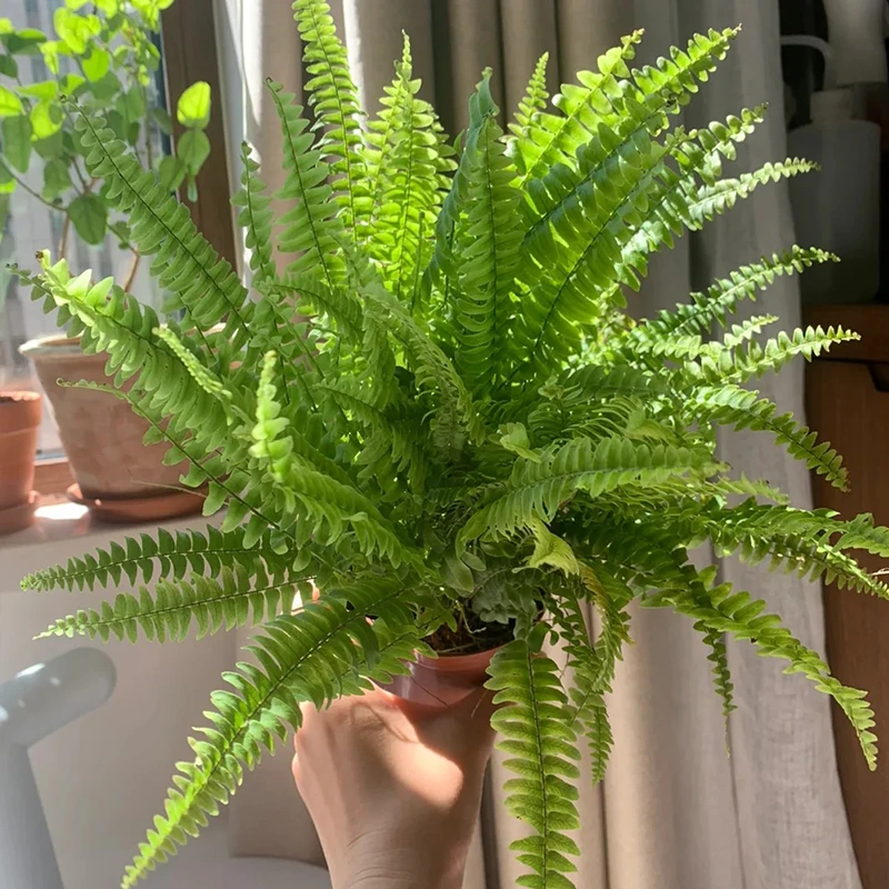 肾蕨盆栽波斯顿肾蕨排骨草室内外观叶植物耐阴长藤叶垂吊蕨类花镜