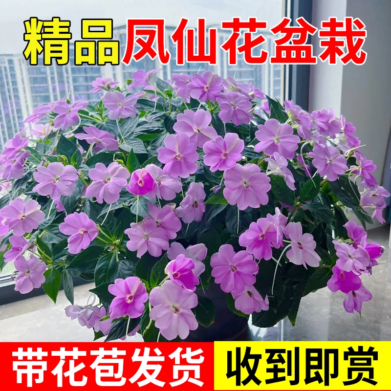 凤仙花盆栽大盆四季开花桑蓓斯凤仙室内阳台花卉办公室净化空气