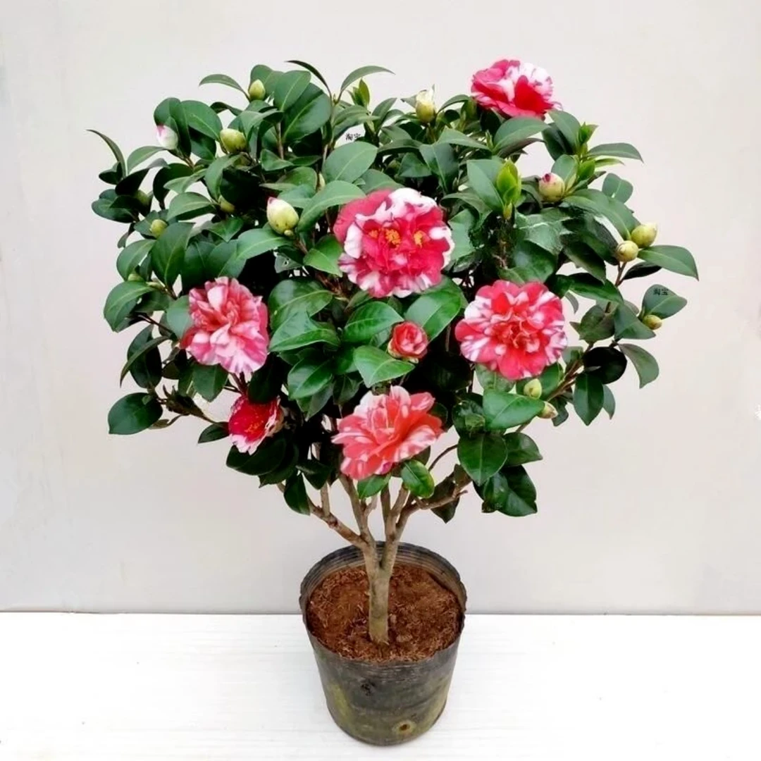 花露珍茶花盆栽带花苞花蝴蝶耐寒名贵山茶花室内好养浓香型花卉