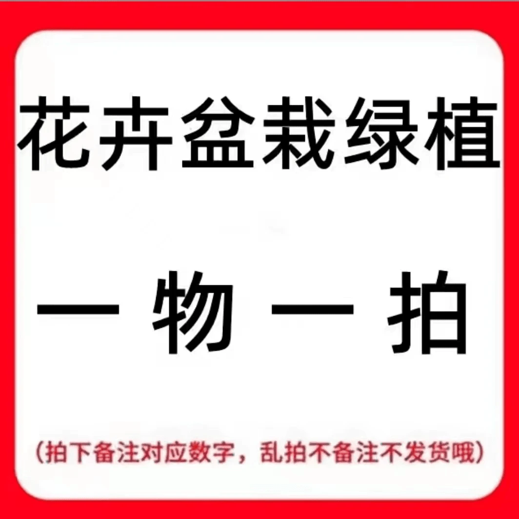 【一物一拍】盆栽 花卉 绿植 阳台庭院种植