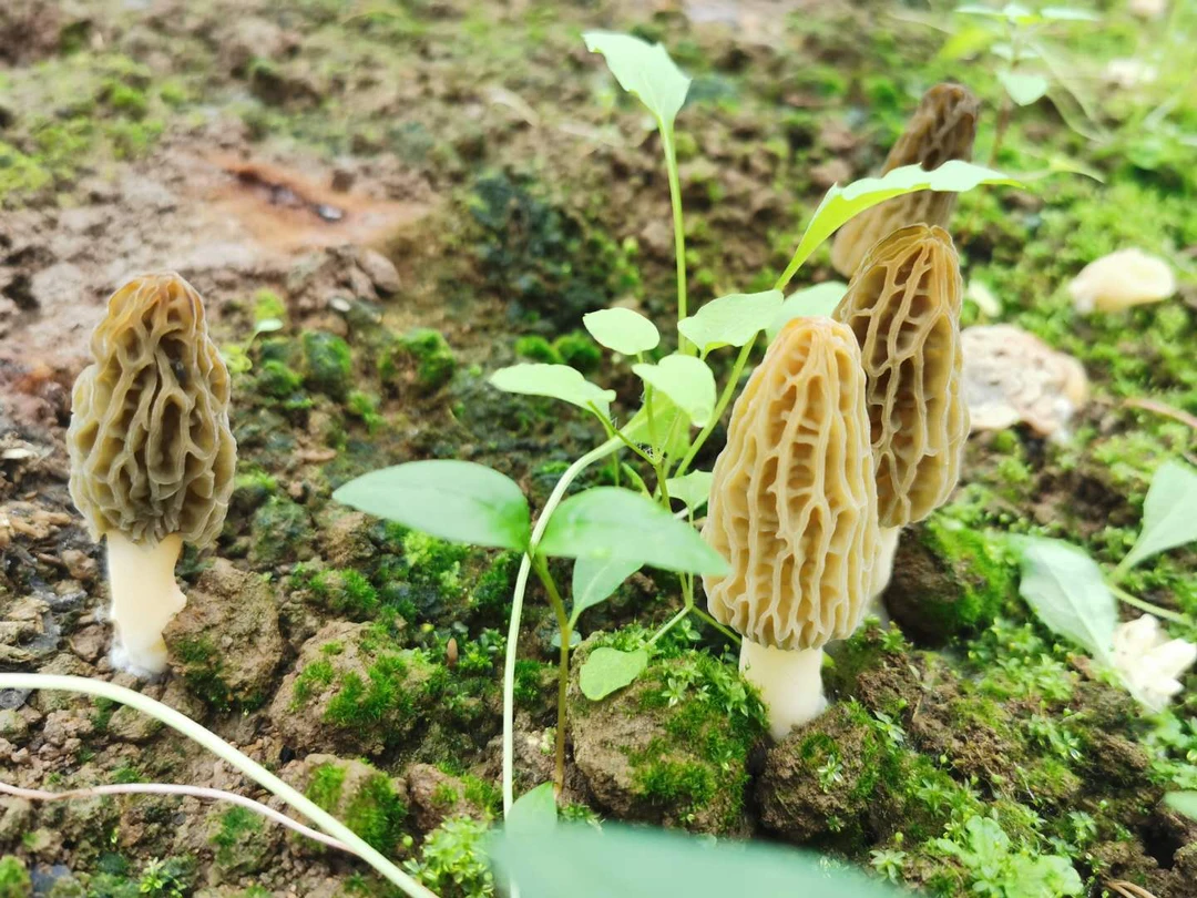 长白山羊肚菌1000克