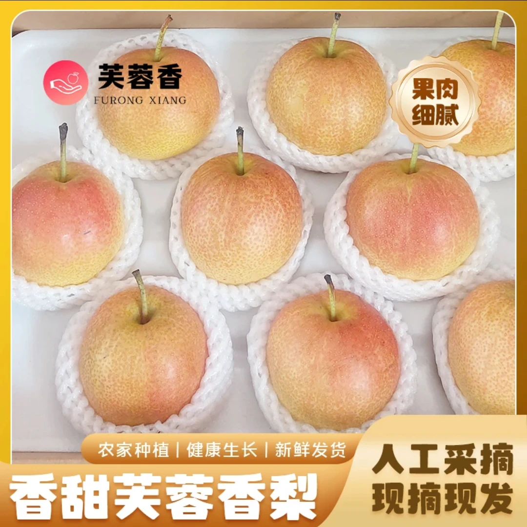 赵州梨芙蓉香梨【新鲜采摘】正宗玉露香甘脆爽多汁爽口头茬鲜果