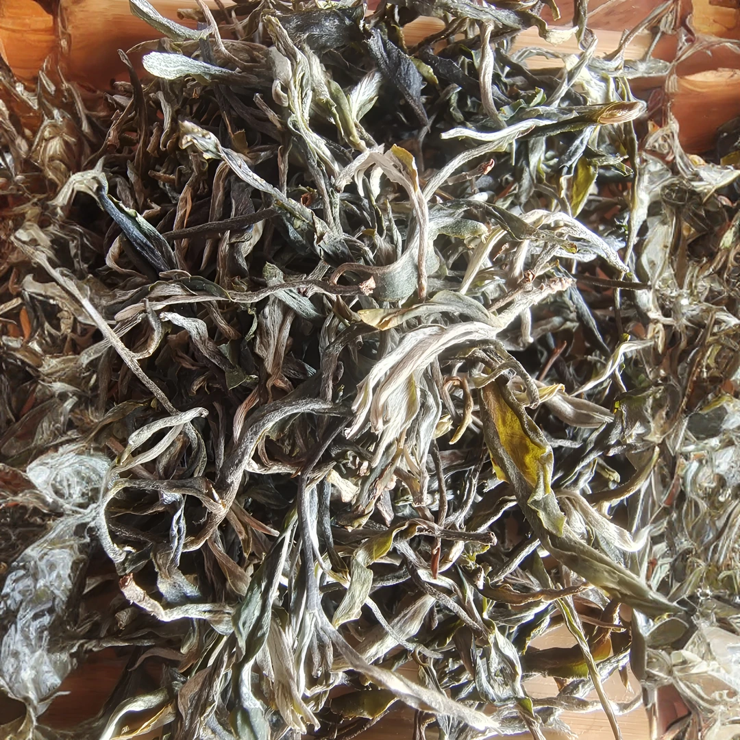 2024年头春头采老鹰窝高杆（倚邦古树）晒青毛茶