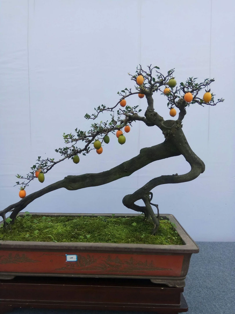 金弹子树盆栽吉祥果盆景绿植阳台小植物