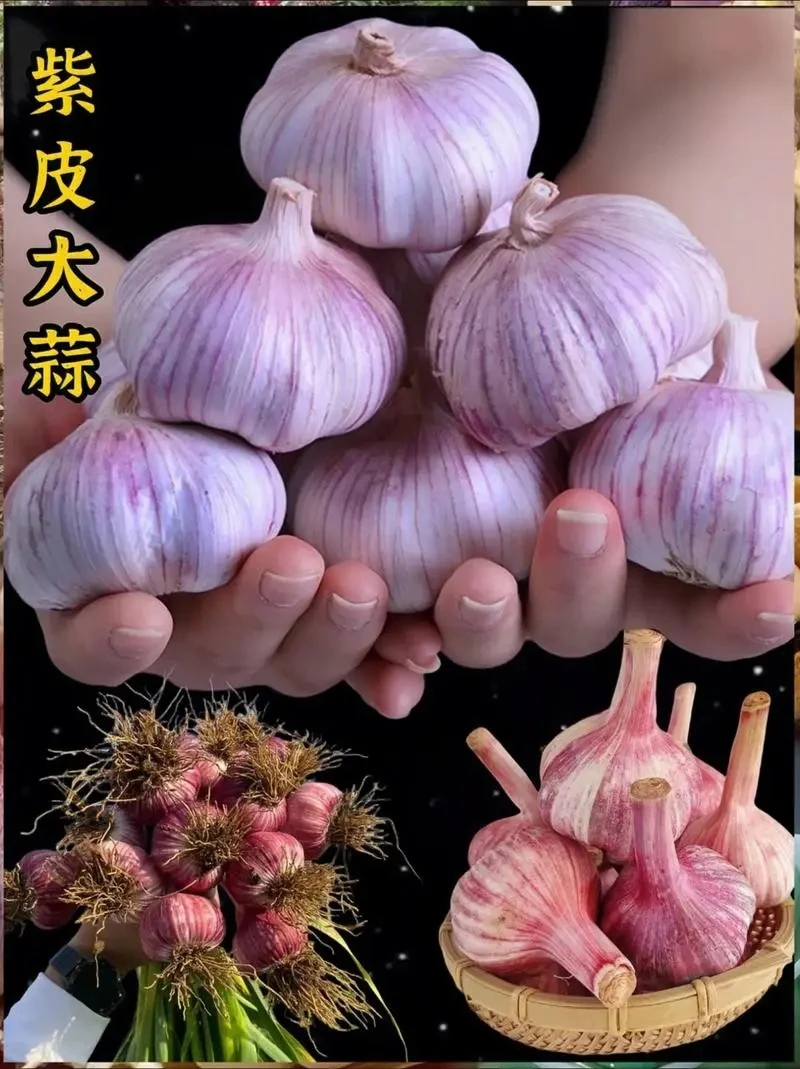 【臭代购】云南老品种紫皮蒜