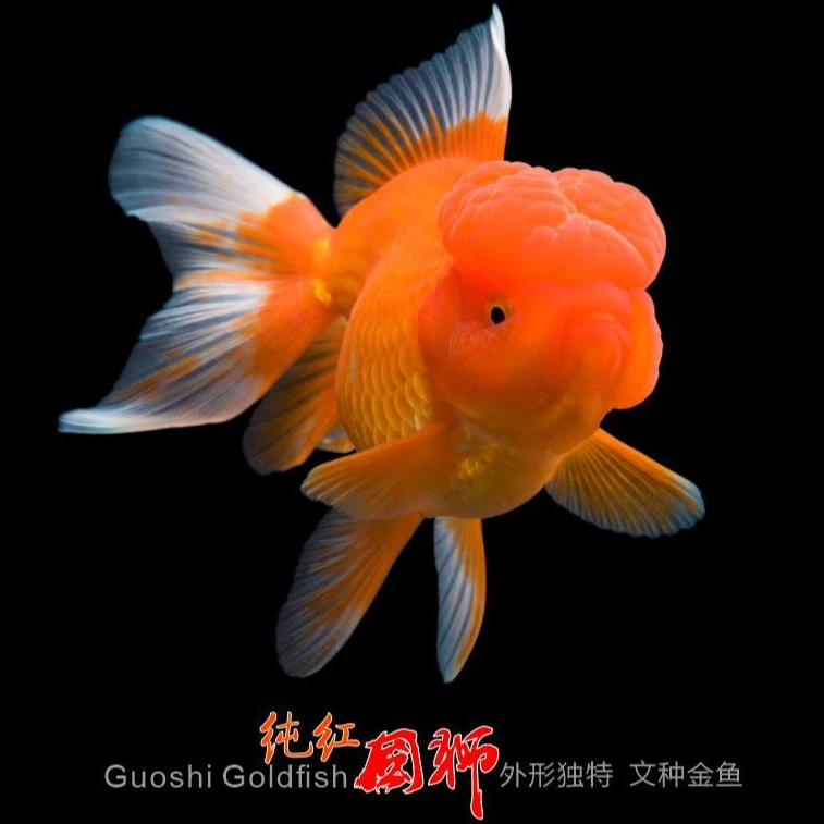 随机国狮红色红白白色丹顶红金鱼观赏鱼冷水鱼好饲养鲜活活体发货