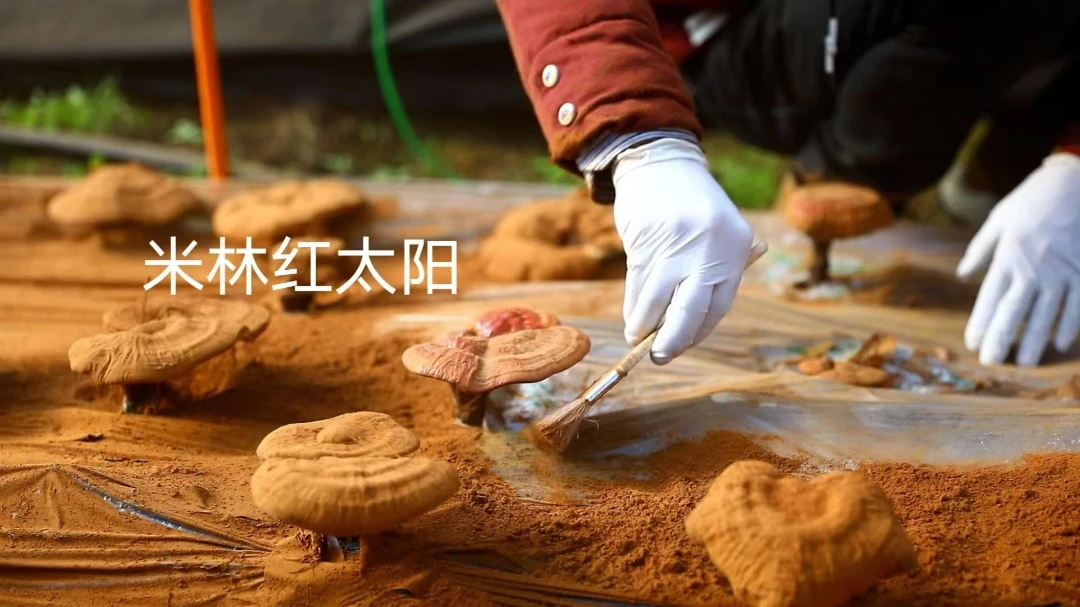 米林县原产新鲜菌  包子粉