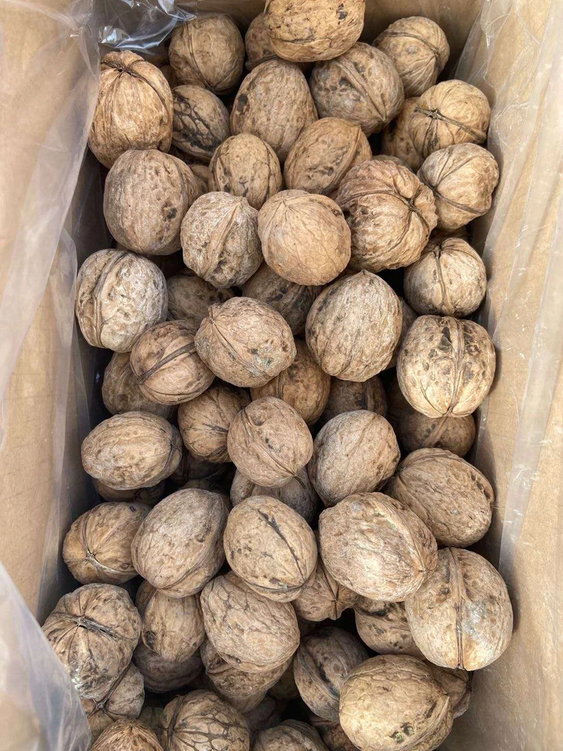 新疆185纸皮核桃5斤（包邮）未清洗