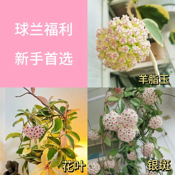 【花相恋】羊脂玉美丽花叶新手三盆好养网红很香